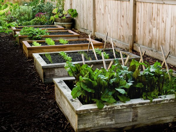 raised garden beds made of wooden boxes