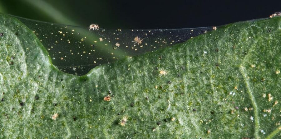 spider mite web surrounding a plant, garden pests