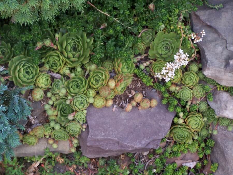 hens and chicks growing next to some rocks