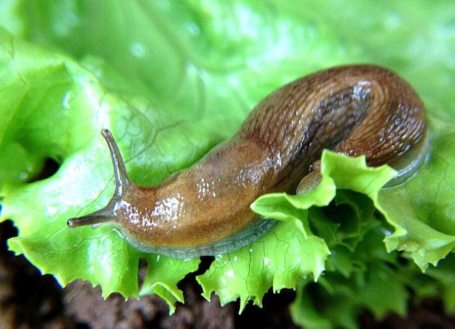 slug on a lettuce leaf, garden pests