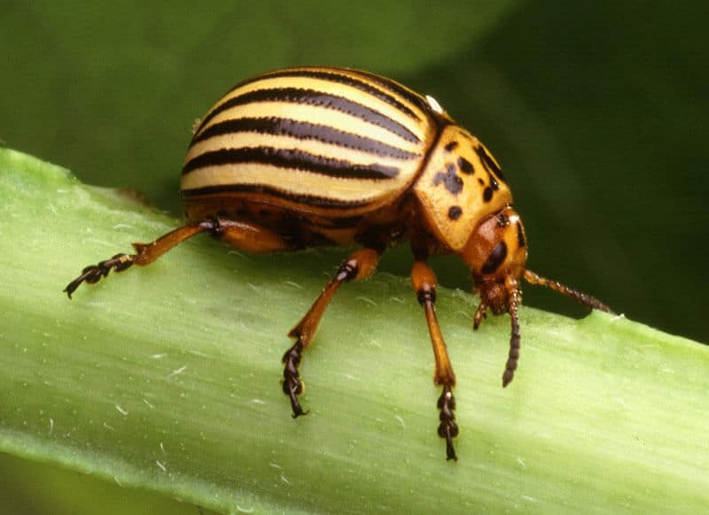 a Colorado potato beetle on a plant stem, garden pests
