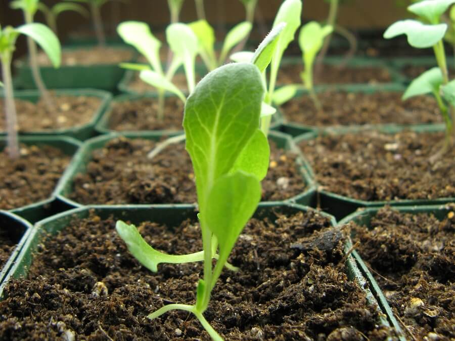 1 lettuce seedlings
