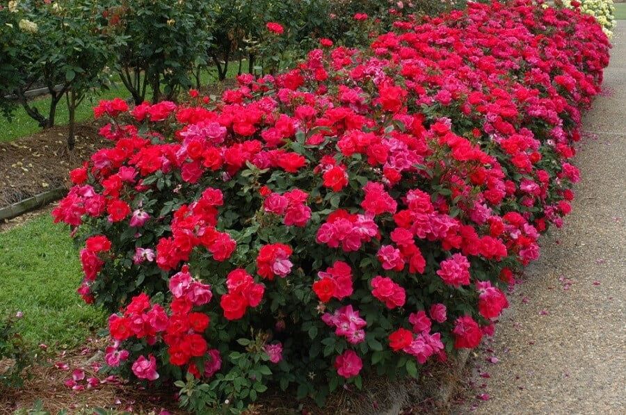 1 pink and red knockout roses