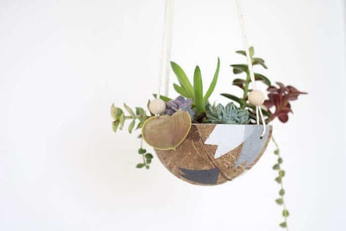 succulents in a coconut shell, hanging planters