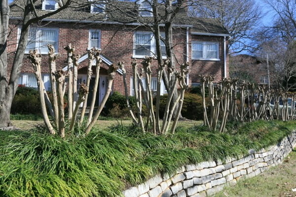 row of heavily pruned crepe myrtle trees, pruning crepe myrtle