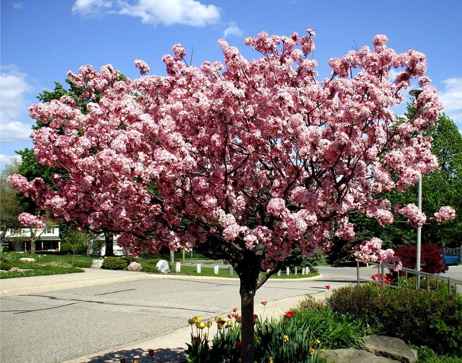 1 pink crabapple tree