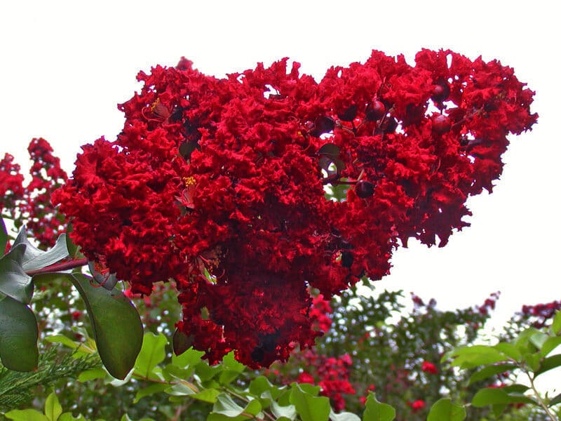 1 red crepe myrtle flower