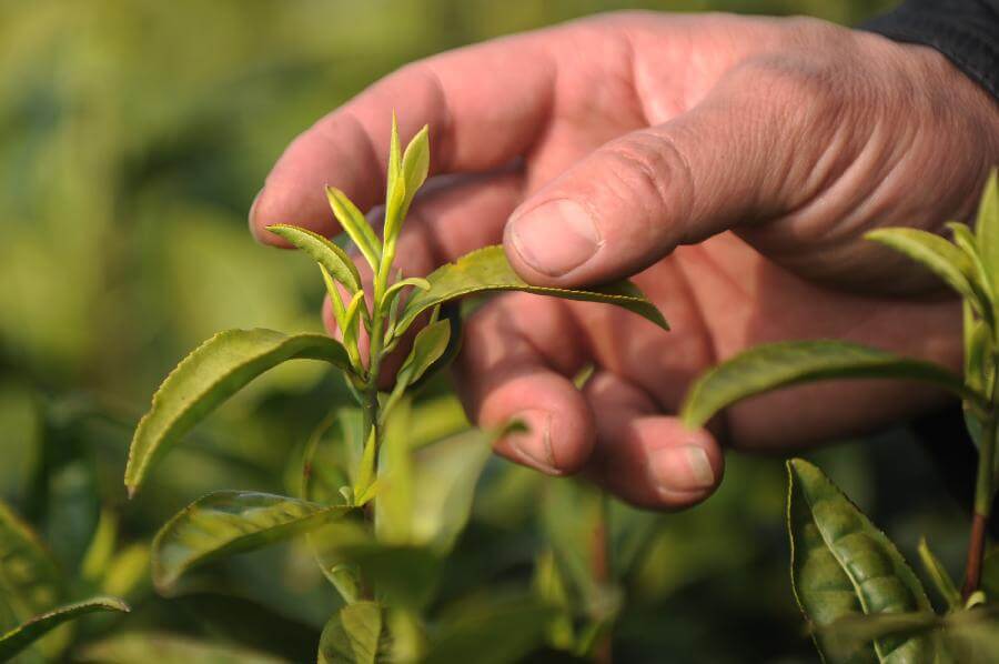 man harvesting tea, how to grow green tea