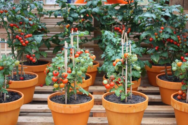 tomato plant spacing