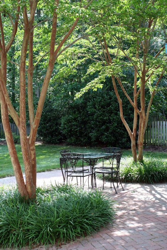 two crepe myrtle trees overlooking a table and four chairs