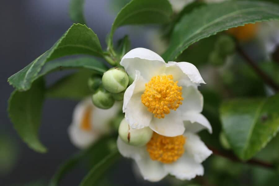 white tea flowers, how to grow green tea