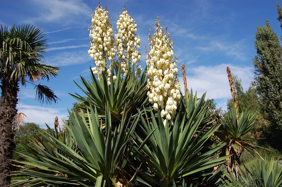 yucca plants in bloom, modern landscaping plants
