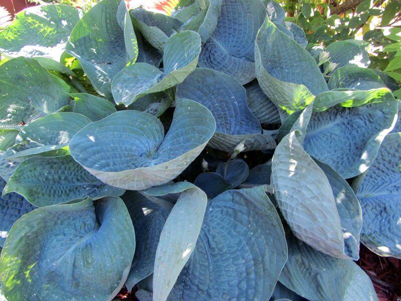 blue hosta plant, modern landscaping plants