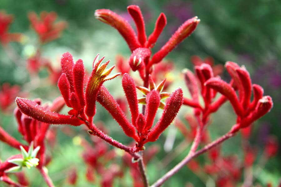 red kangaroo paws flowers, modern landscaping plants