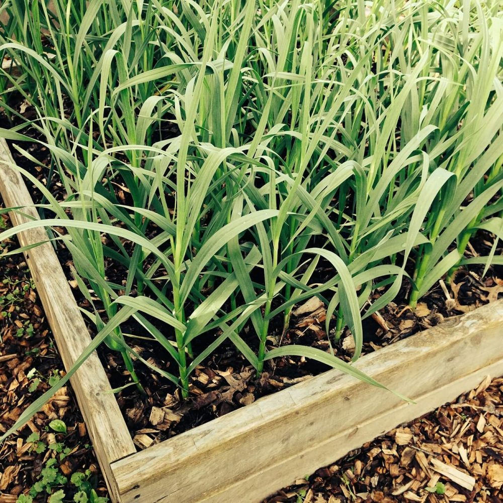 Food Garden Garlic Organic Gardening Box Plant
