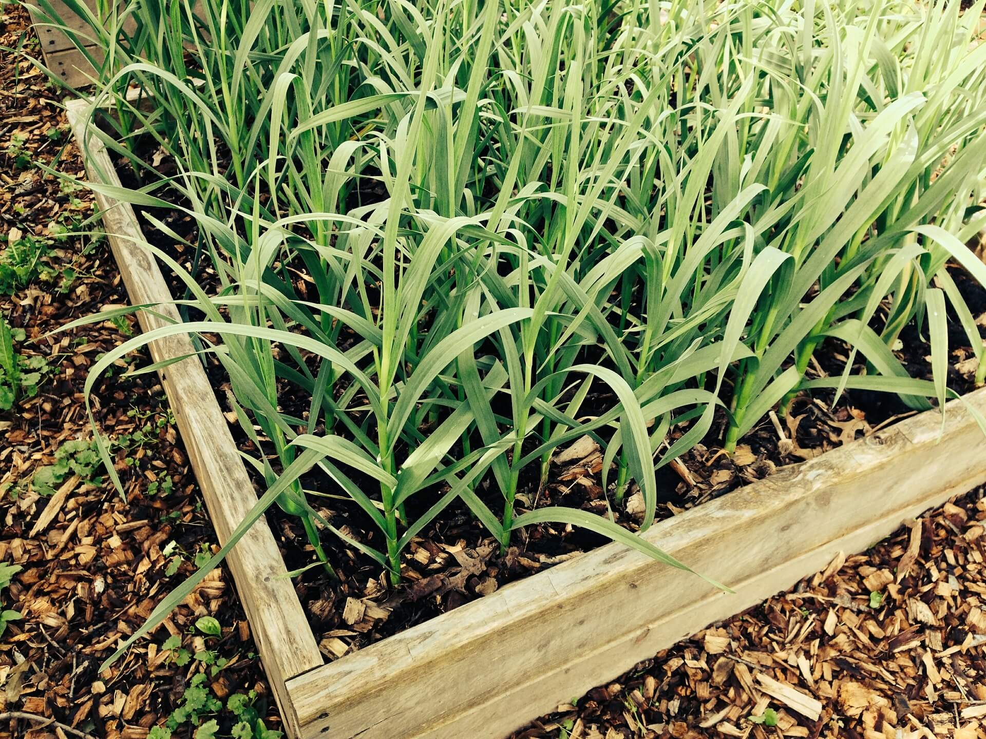 Food Garden Garlic Organic Gardening Box Plant