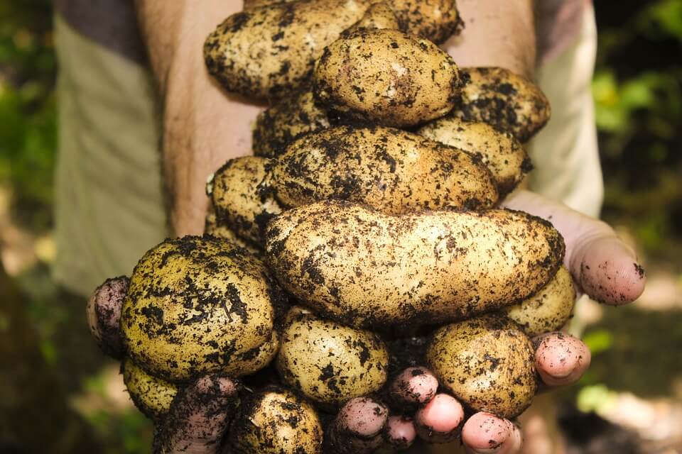 pile of potatoes, how to grow potatoes