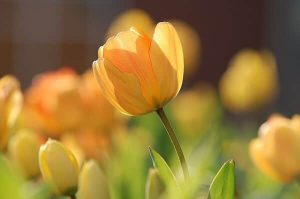 blooming yellow tulip
