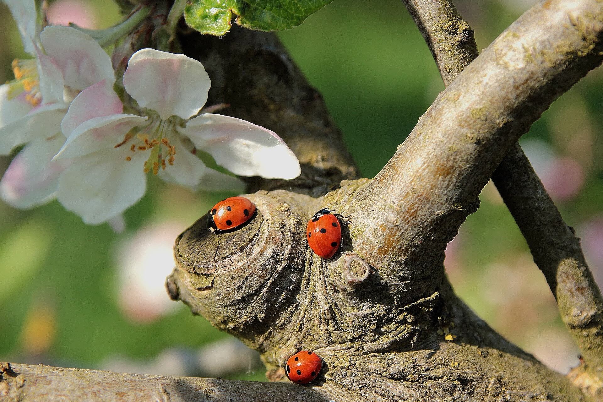 ladybugs, school gardening programs