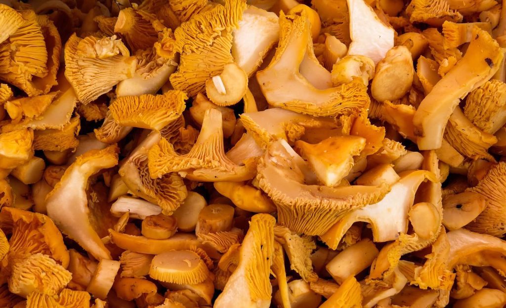 multitude of chanterelle mushrooms