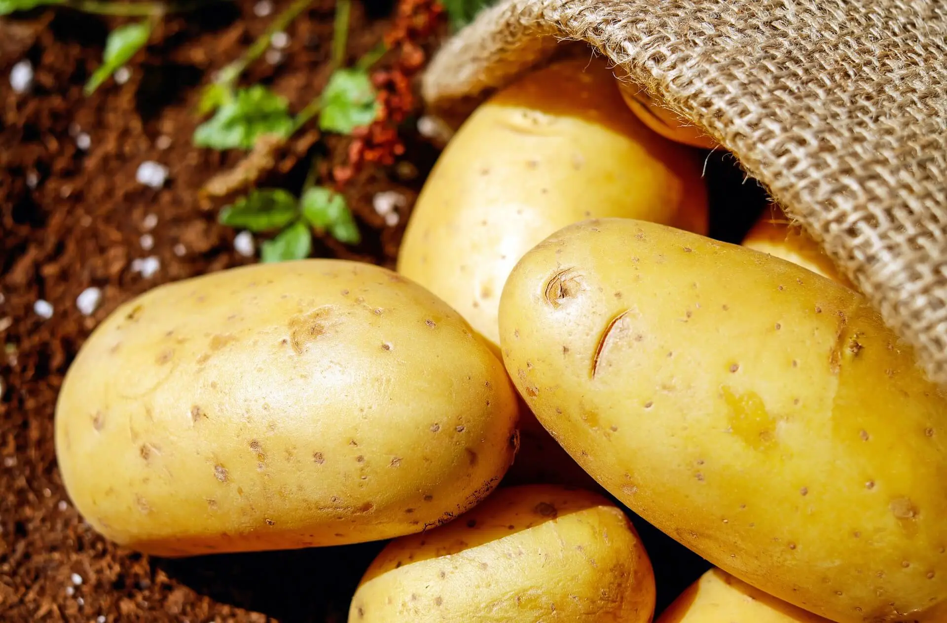 potatoes vegetables erdfrucht bio