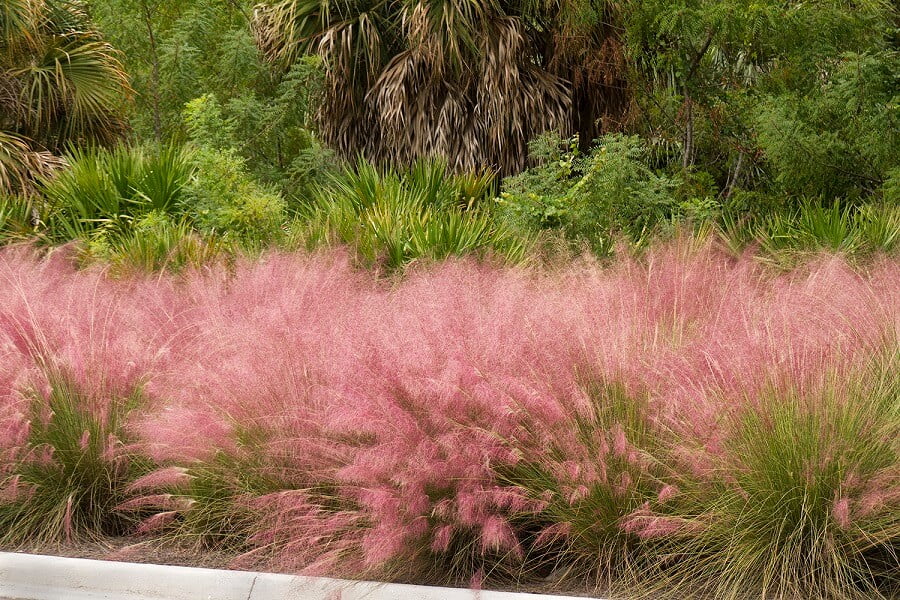 1 pink muhly grass