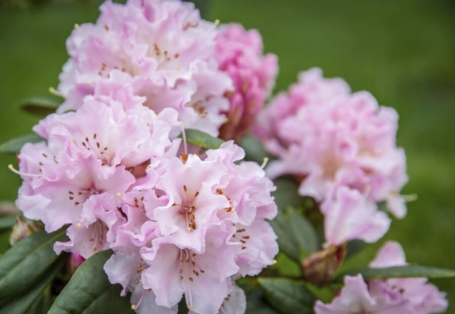 1 pink rhododendron flowers