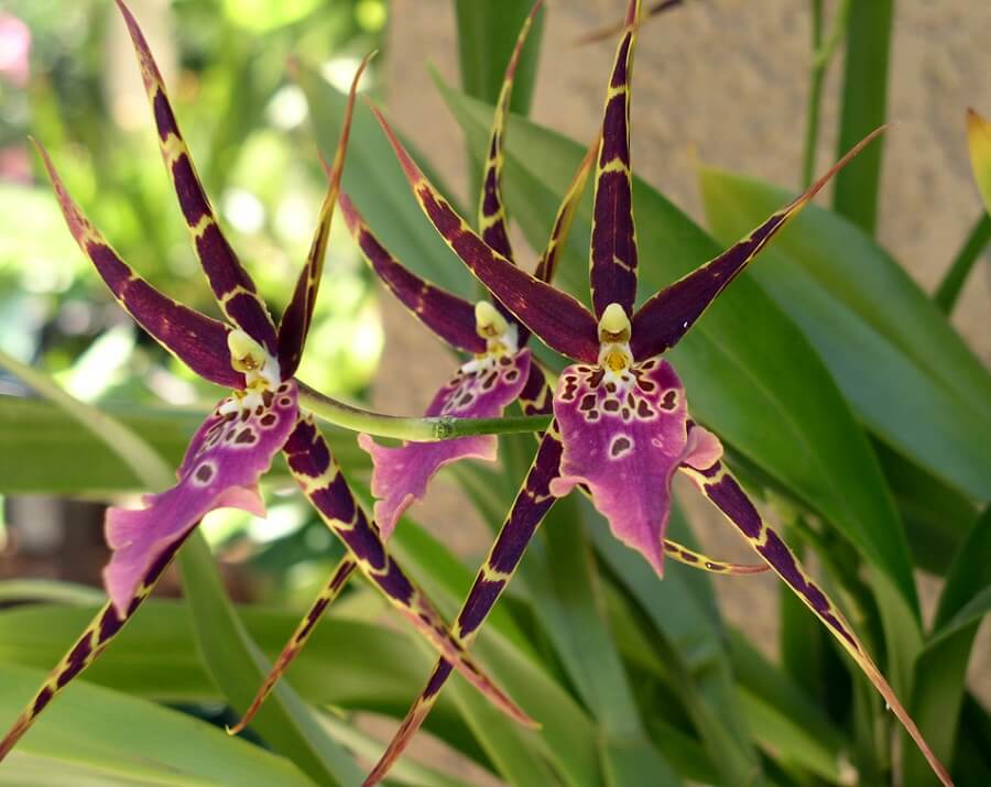 1 spider orchid flowers
