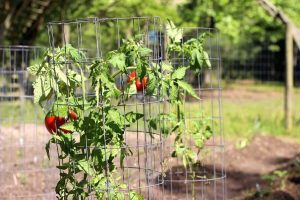 1 tomatoes growing in cages
