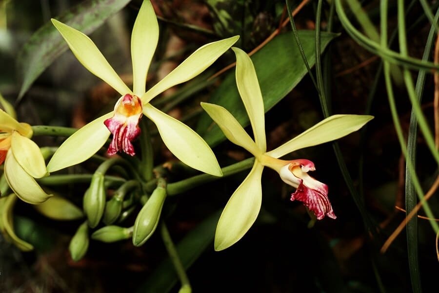 1 vanilla orchid