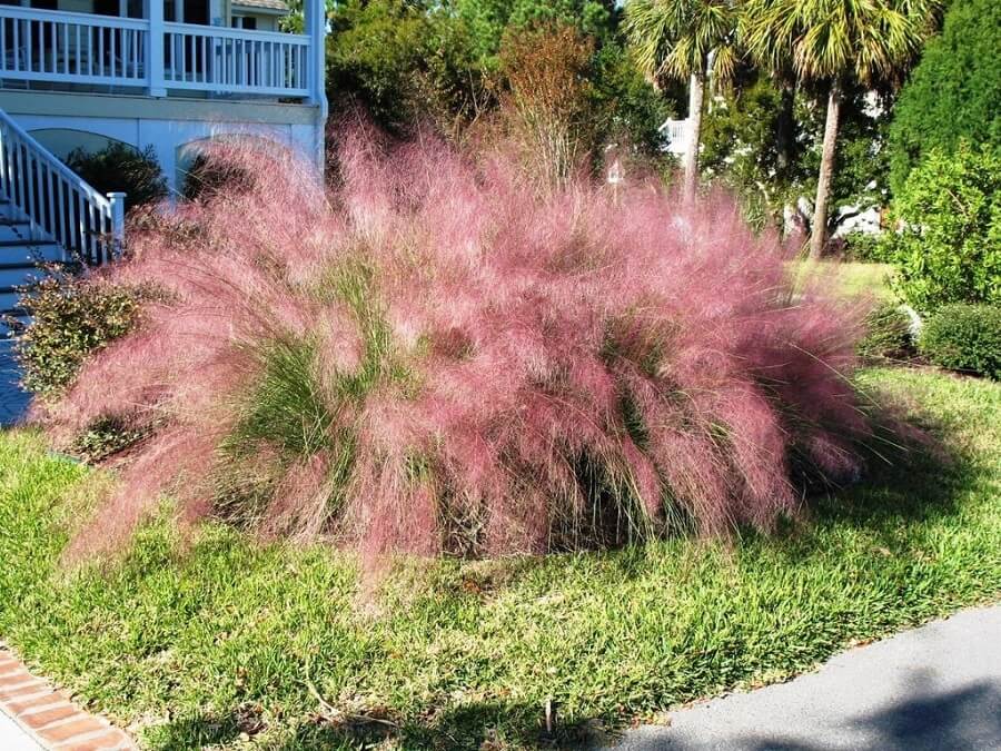 pink muhly grass bush in a yard