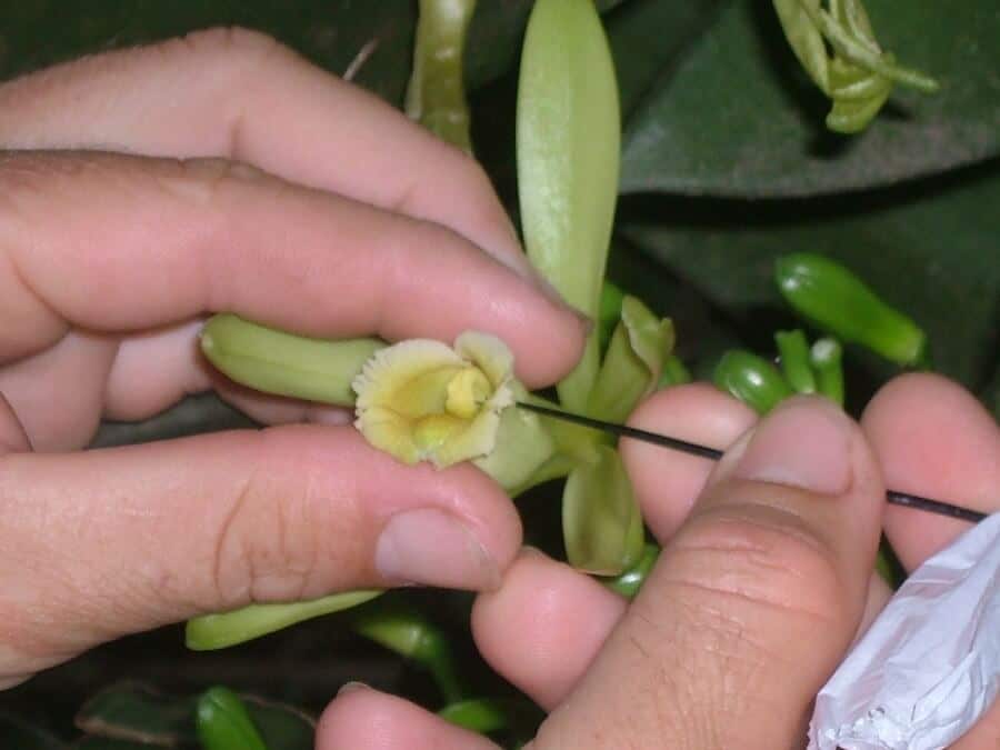hand pollinating a vanilla flower