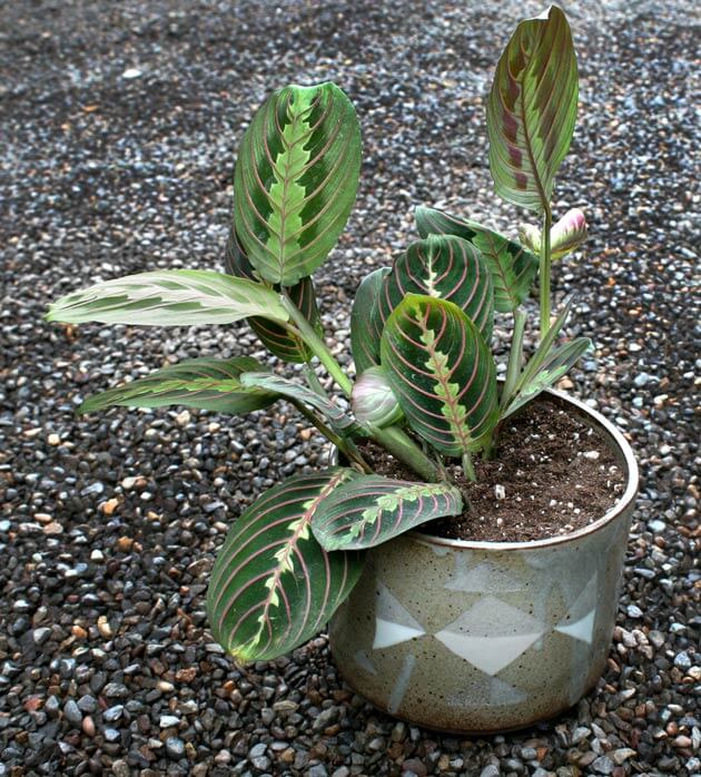 container holding a prayer plant
