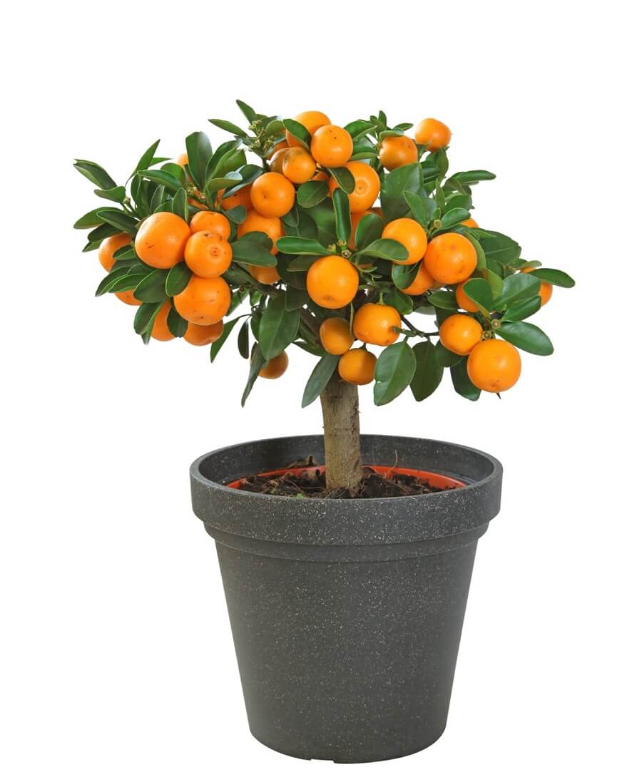 Top 6 Dwarf Fruit Trees You Can Plant In A Mini Garden Top 6 Dwarf Fruit Trees You Can Plant In A Mini Garden