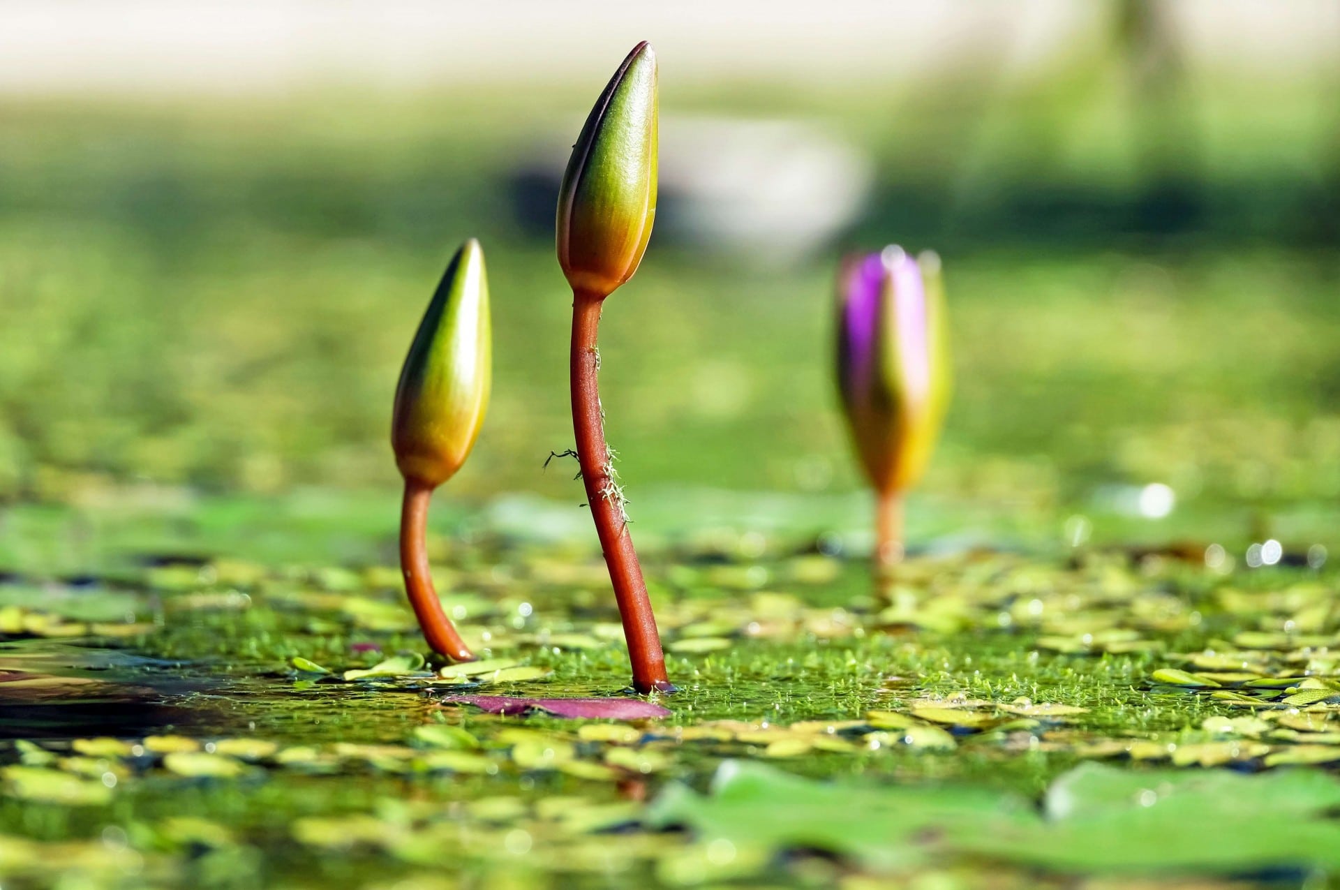 Water Lilies Sprouting on the Pond