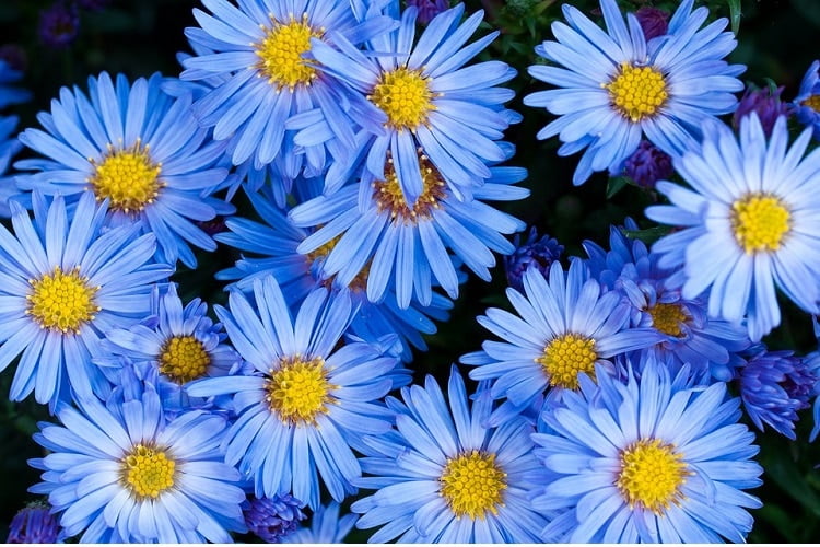 blue aster flowers