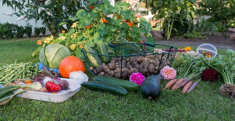 backyard vegetable garden varieties