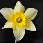 birth month flowers daffodil