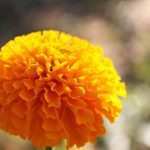 birth month flowers marigold