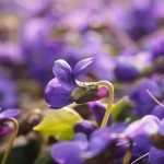 birth month flowers violet