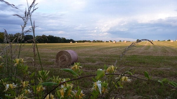 field with hay and honeysuckle