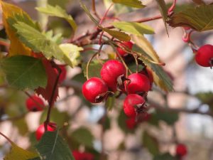 hawthorn plant berries