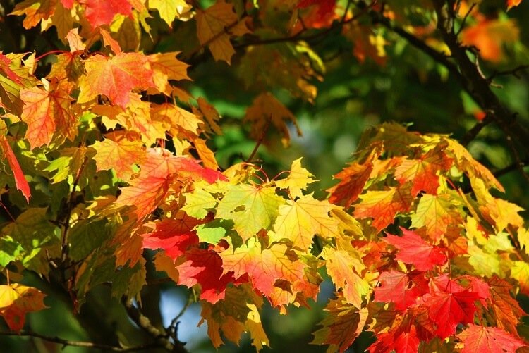Autumn leaves on red maple tree