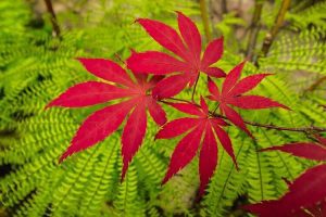 red maple tree leaf
