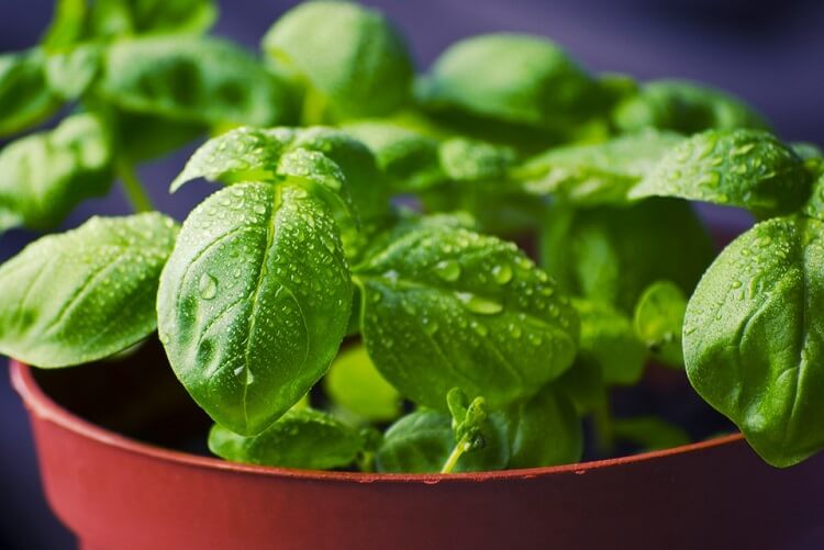 Basil plant placed in a red container