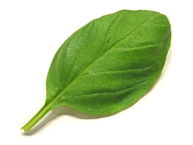 One green basil leaf placed diagonally