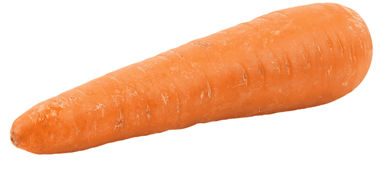 Close up of one carrot without greenery