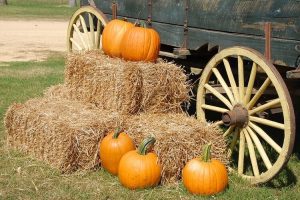 pumpkins and hay