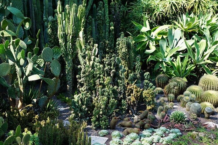 Tall succulents green garden