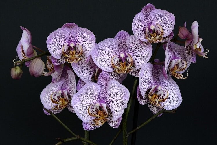 Seven white orchid flowers with tiny purple spots on them